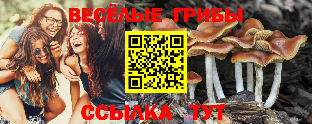 Псилоцибиновые грибы GOLDEN TEACHER Вятские Поляны